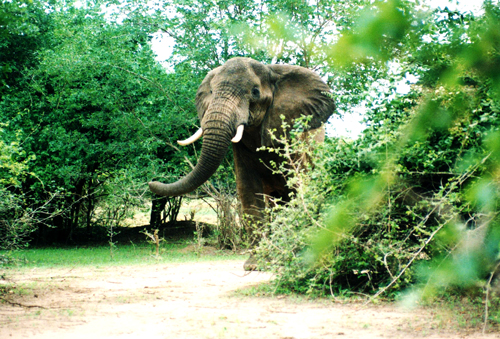 Bull elephant at Chikwene, Mana Pools
