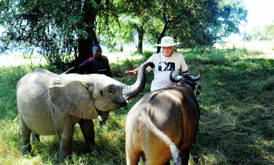 elephant orphans in Mozambique with David Lemon